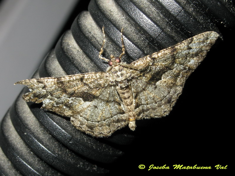 Peribatodes rhomboidaria e Peribatodes ilicaria - Geometridae